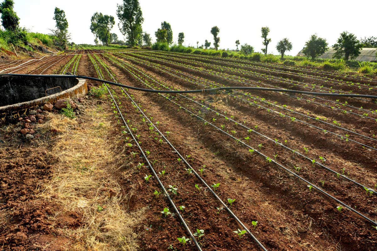 A wide angle view shows piping laid along ten vegetable crop rows to irrigate with slow drips. Small green plants have sprouted along the rows.