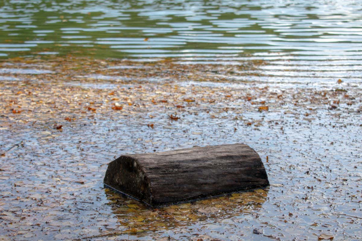 An old log floating among yellow autumn leaves in a pond