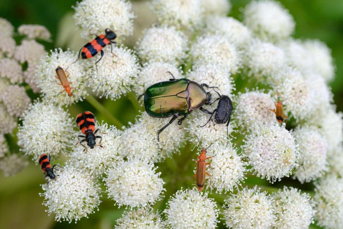 2F9J4BG Different Insects incl Green Rose Chafer, Cetonia aurata, & Black & Red Checkered Beetle, Trichodes apiarius, Feeding on Common Hogweed or Cow Parsley