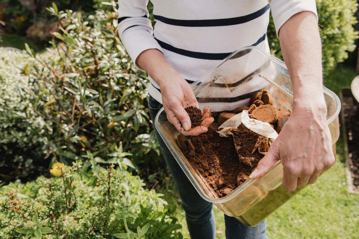 R126CH Unrecognisable woman in casual clothing holding a box of used coffee ground to use as compost in her garden.